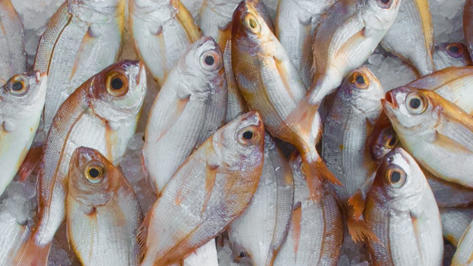Pesquería artesanal e industrial en Ecuador e Islas Galápagos