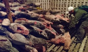 Recurso de Casación en caso de buque chino Fu Yuan Yu Leng