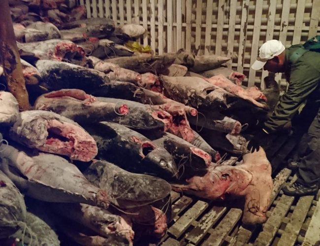 Recurso de Casación en caso de buque chino Fu Yuan Yu Leng