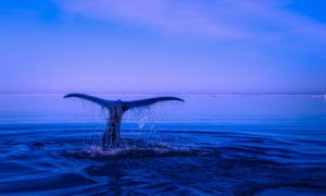 Reforma del Código Penal (COIP) en contra de los delitos ambientales: ¡A salvar (como debe de ser) a la Naturaleza!