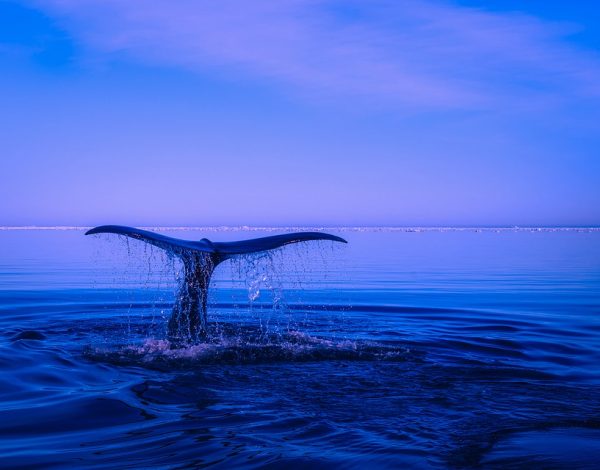 Reforma del Código Penal (COIP) en contra de los delitos ambientales: ¡A salvar (como debe de ser) a la Naturaleza!