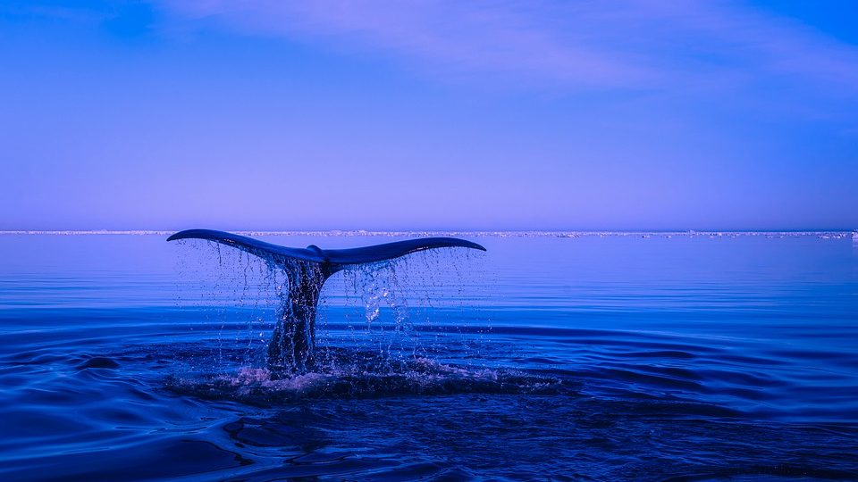 Reforma del Código Penal (COIP) en contra de los delitos ambientales: ¡A salvar (como debe de ser) a la Naturaleza!