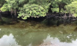 Derrame de Combustible en Estero Salado por falla aceptada por CELEC