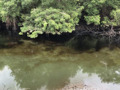 Derrame de Combustible en Estero Salado por falla aceptada por CELEC