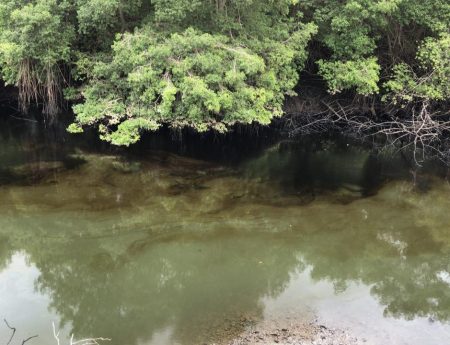 Derrame de Combustible en Estero Salado por falla aceptada por CELEC