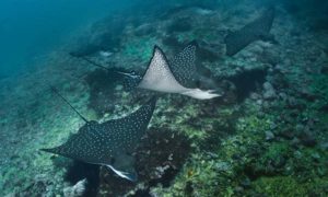 2 ESPECIES DE RAYAS ÁGUILAS PROTEGIDAS EN ECUADOR