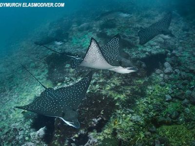 2 ESPECIES DE RAYAS ÁGUILAS PROTEGIDAS EN ECUADOR