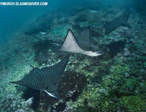 2 ESPECIES DE RAYAS ÁGUILAS PROTEGIDAS EN ECUADOR