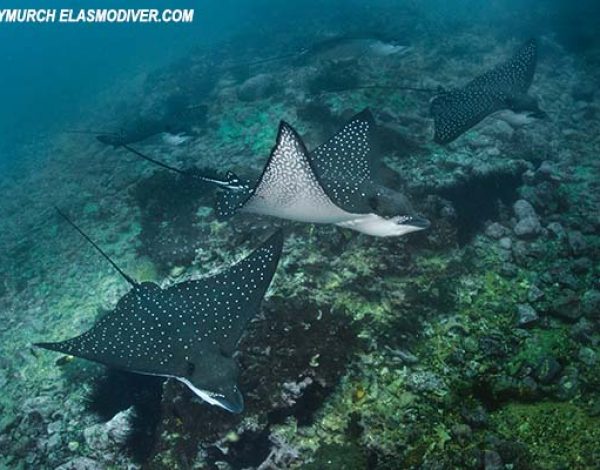 2 ESPECIES DE RAYAS ÁGUILAS PROTEGIDAS EN ECUADOR