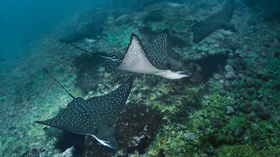 2 ESPECIES DE RAYAS ÁGUILAS PROTEGIDAS EN ECUADOR