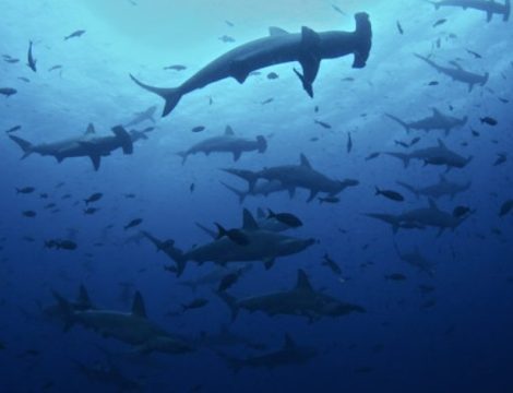 SOLICITUD DE CUMPLIMIENTO DE DERECHOS DE LA NATURALEZA: CASO DE BUQUE CHINO FU YUAN YU LENG 999