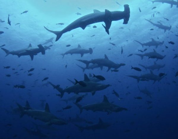 SOLICITUD DE CUMPLIMIENTO DE DERECHOS DE LA NATURALEZA: CASO DE BUQUE CHINO FU YUAN YU LENG 999