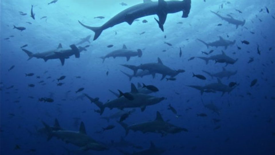 SOLICITUD DE CUMPLIMIENTO DE DERECHOS DE LA NATURALEZA: CASO DE BUQUE CHINO FU YUAN YU LENG 999