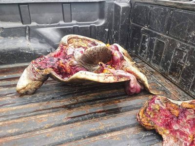 Actualización: Tortuga marina protegida faenada en Playas Villamil-Ecuador