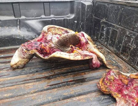 Actualización: Tortuga marina protegida faenada en Playas Villamil-Ecuador