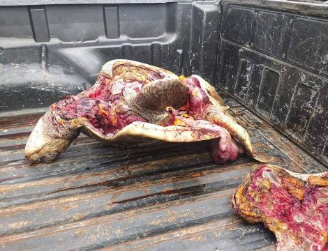 Actualización: Tortuga marina protegida faenada en Playas Villamil-Ecuador