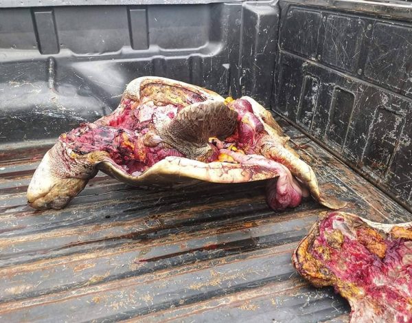 Actualización: Tortuga marina protegida faenada en Playas Villamil-Ecuador