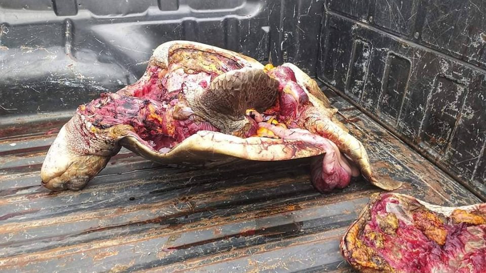Actualización: Tortuga marina protegida faenada en Playas Villamil-Ecuador