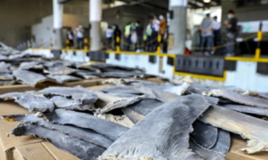 TRÁFICO DE ALETAS DE TIBURÓN EN EL 2020: 26 toneladas desde Ecuador a Hong Kong