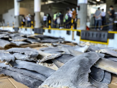 TRÁFICO DE ALETAS DE TIBURÓN EN EL 2020: 26 toneladas desde Ecuador a Hong Kong