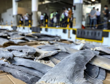 TRÁFICO DE ALETAS DE TIBURÓN EN EL 2020: 26 toneladas desde Ecuador a Hong Kong