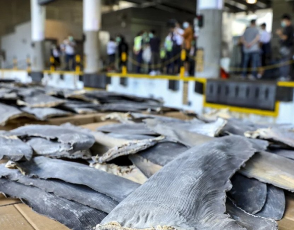 TRÁFICO DE ALETAS DE TIBURÓN EN EL 2020: 26 toneladas desde Ecuador a Hong Kong