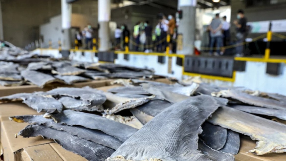 TRÁFICO DE ALETAS DE TIBURÓN EN EL 2020: 26 toneladas desde Ecuador a Hong Kong