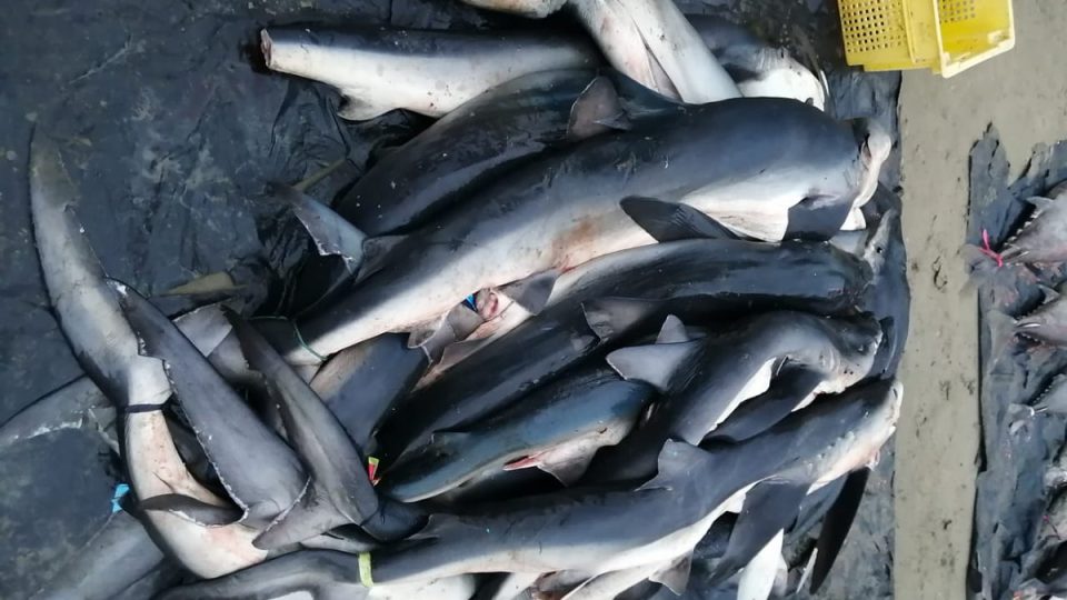 La cara invisible de la comercialización de carne de tiburón en Ecuador