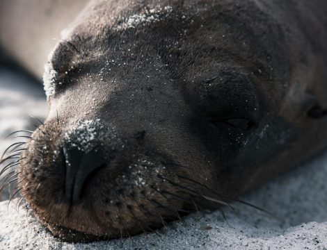 Preservando la Riqueza Marina: El Debate sobre el Uso del Palangre en la Reserva Marina de Galápagos
