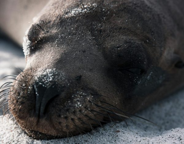 Preservando la Riqueza Marina: El Debate sobre el Uso del Palangre en la Reserva Marina de Galápagos