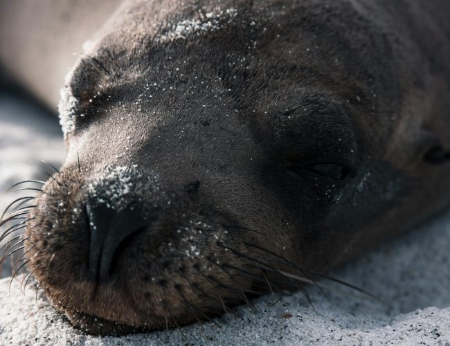 Preservando la Riqueza Marina: El Debate sobre el Uso del Palangre en la Reserva Marina de Galápagos