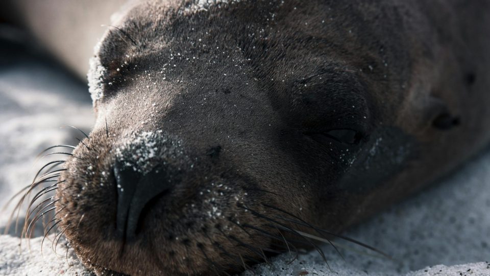 Preservando la Riqueza Marina: El Debate sobre el Uso del Palangre en la Reserva Marina de Galápagos